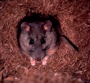 Allegheny Woodrat